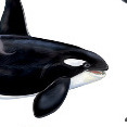 cetacei